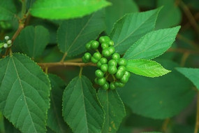 ��ɫ����