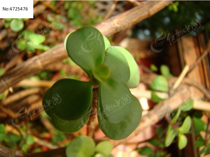 �������������ͼƬ