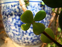 ��������д������