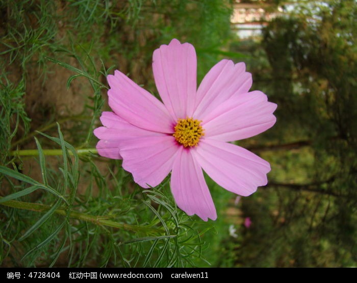 �������޵İ˰�÷ͼƬ