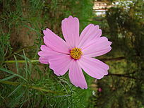 �������޵İ˰�÷