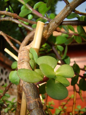 �ɰ���������