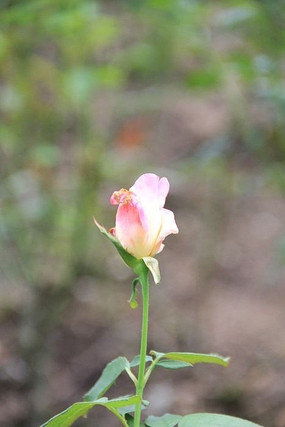 ��Ҫ����Ĺ�õ�廨