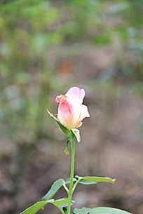 ��Ҫ����Ĺ�õ�廨