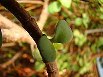 ��Ƭ�ɰ���������Ҷ��