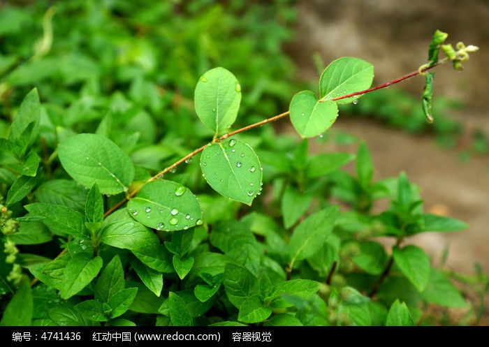 绿色金银花枝叶