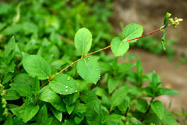 ������֦