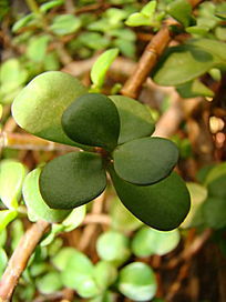 �����ȱ�����Ҷ��