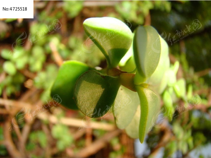 ������������Ҷ��ͼƬ