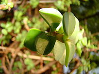 ������������Ҷ��