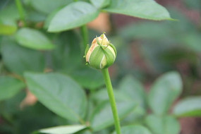 õ�廨����