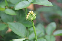 õ�廨����