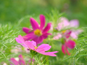 �����Ĵ�˹��