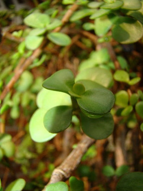 �����Ķ���ֲ��