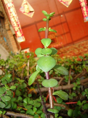 ��ǰ�����߲�