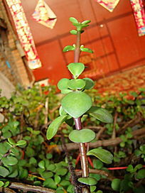 ��ǰ�����߲�