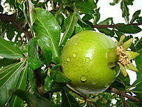 ˮʯ
