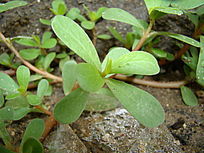 ���۵����߲�