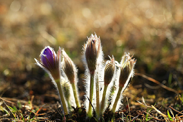 ����»���