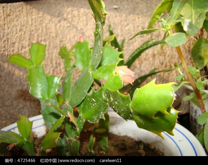 �������������ͼƬ