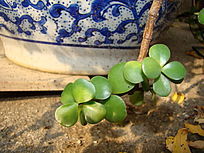 �����Աߵ�������