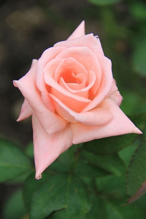 Ư����õ�廨