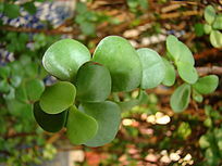 Ư����ֲ��Ҷ��