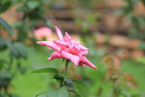 ʢ������ɫõ��