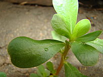 ǽ�Ǳߵ�ֲ��