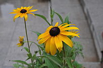 ǽ�����ɫ�Ļ�