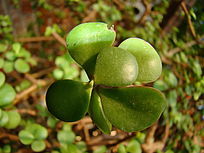 ������������Ҷ��