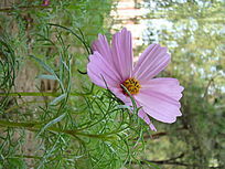 ��΢Զ����İ˰�÷