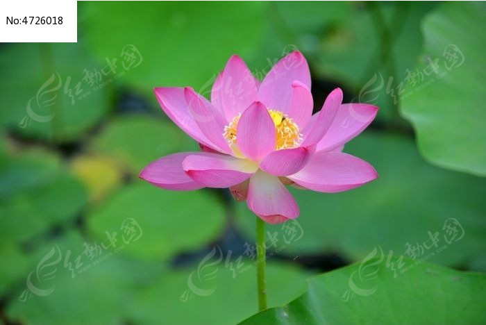 ʢ���ĺɻ�ͼƬ