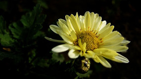 ���ŵİ�ɫ�ջ�