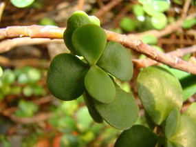 ��֦�ϵ�������