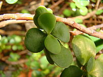 ��֦�ϵ�������