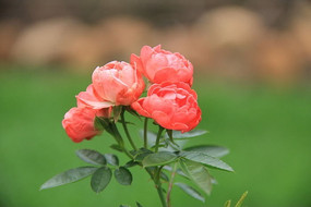 �Ķ�С��õ��