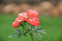 �Ķ�С��õ��