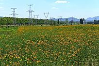 ��Ұ�����ɽѩ��