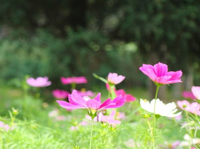 ͤͤ�����Ĵ�˹��