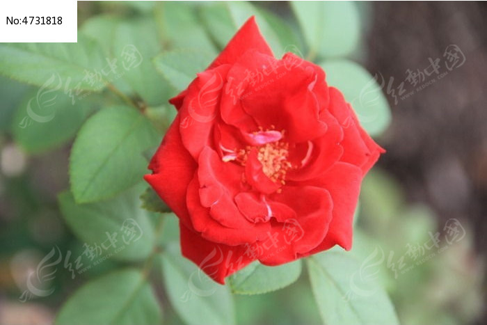 ͨ���õ�廨ͼƬ