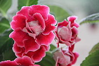 ���޵Ļ���