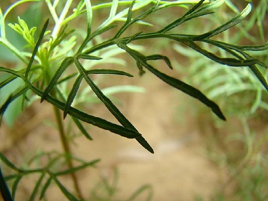 ������Ҷ��