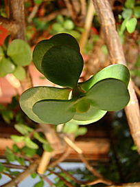 ��״���˵�������