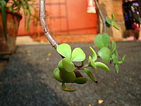 ���ڿ��е�������