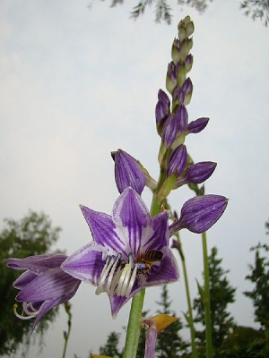 һ����ɫ��