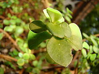 һ��Ư����������