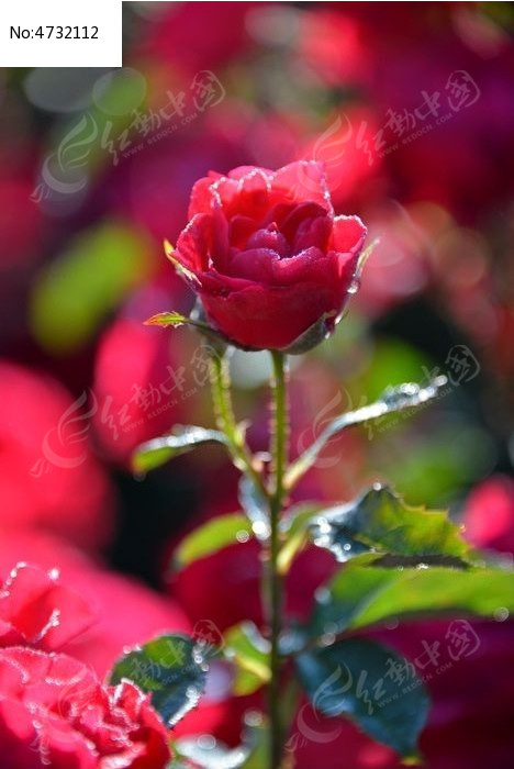 һ��ʢ�����¼���ͼƬ