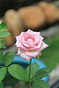 һ����ɫõ�廨