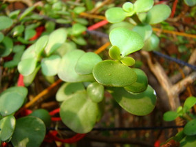 �������������߲�